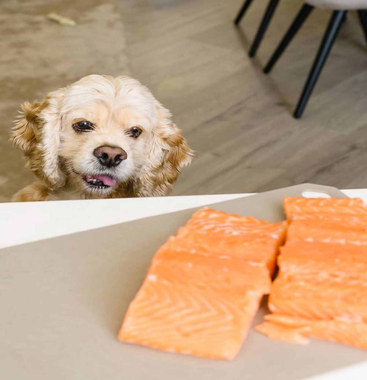 salmon pescado azul omega3 perros y gatos