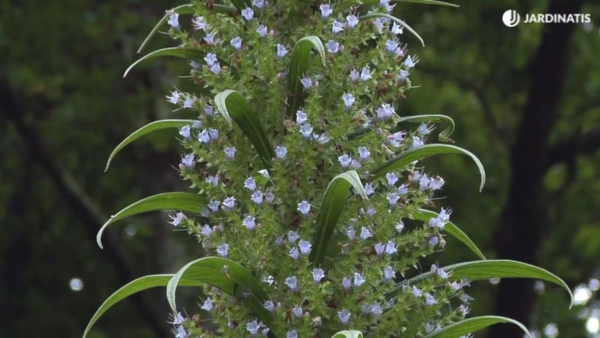Flores de Echium pininana