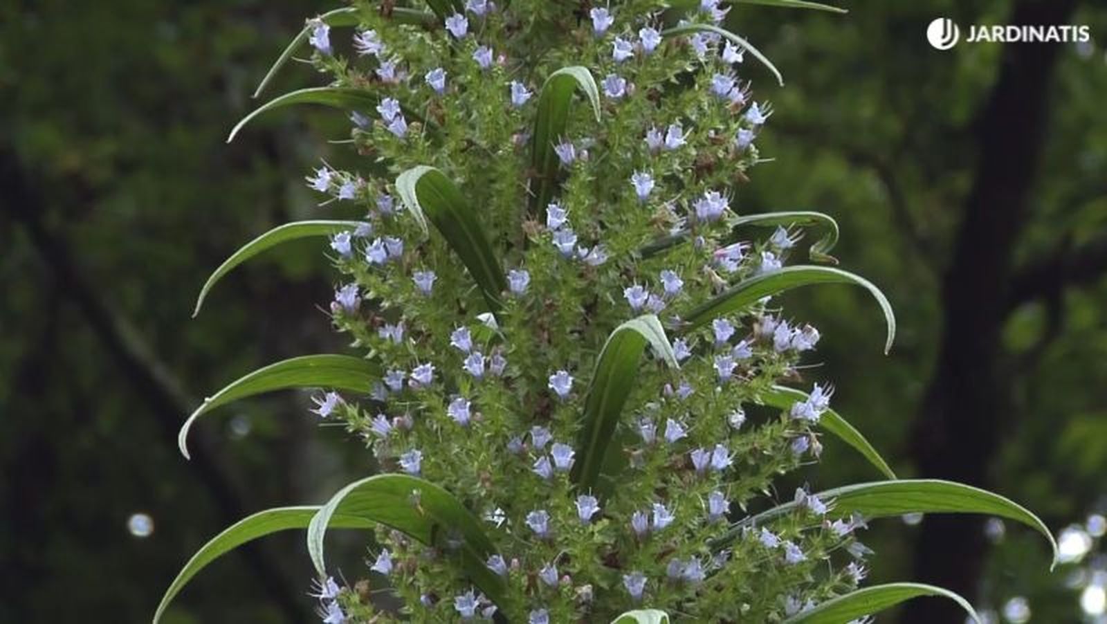Flores de Echium pininana