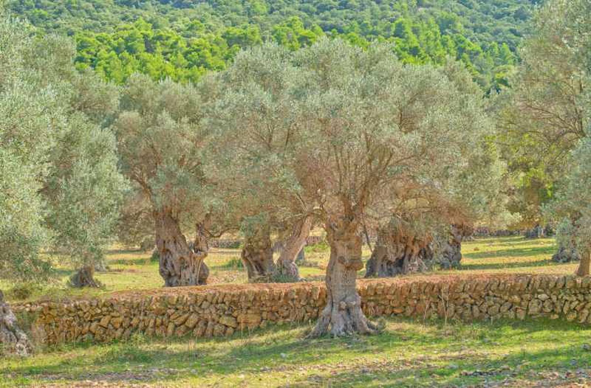 Olivos en Mallorca.