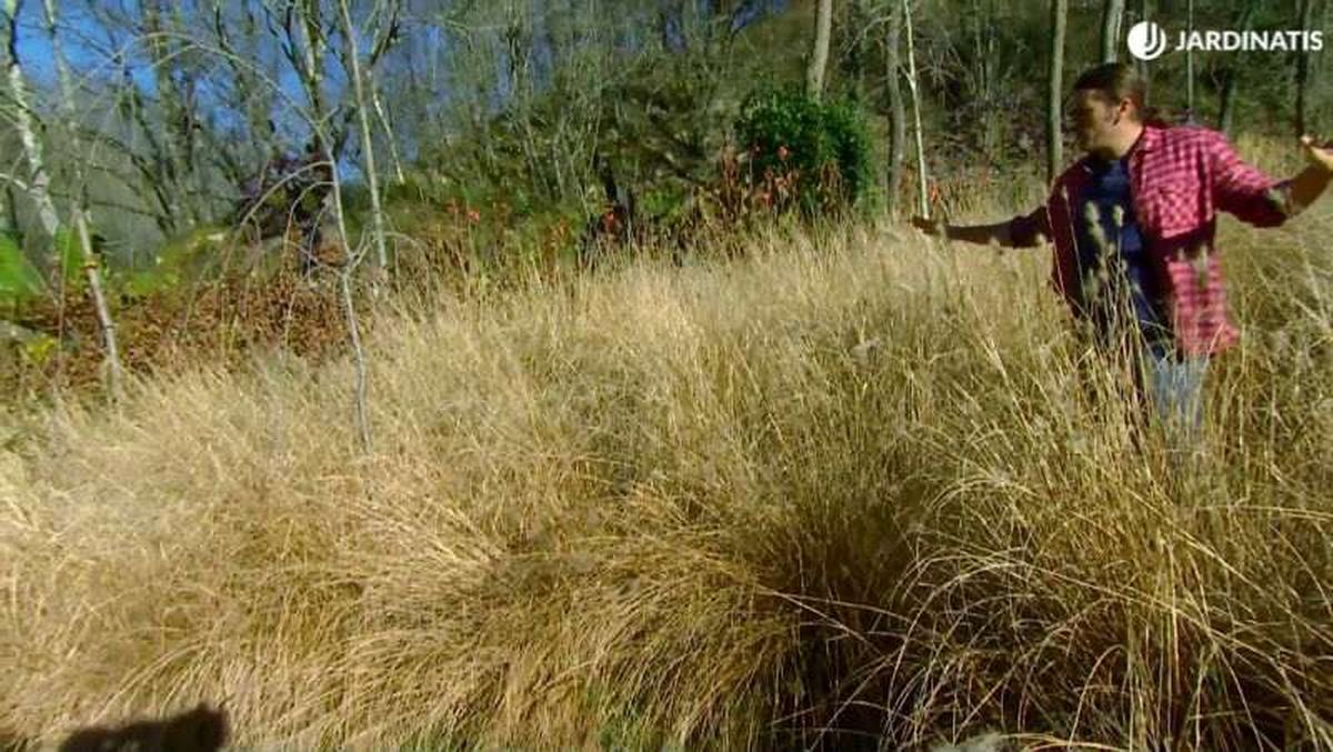 Pennisetum alopecuroides