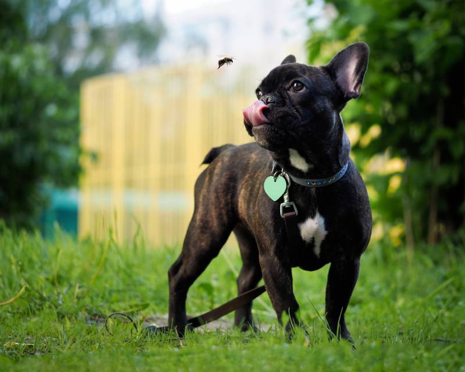 El perro podría mostrar incomodidad rascándose, mordisqueándose o vocalizando su malestar.