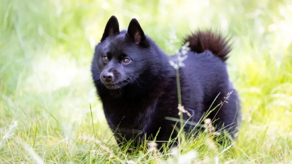 perros que parecen zorros schipperke