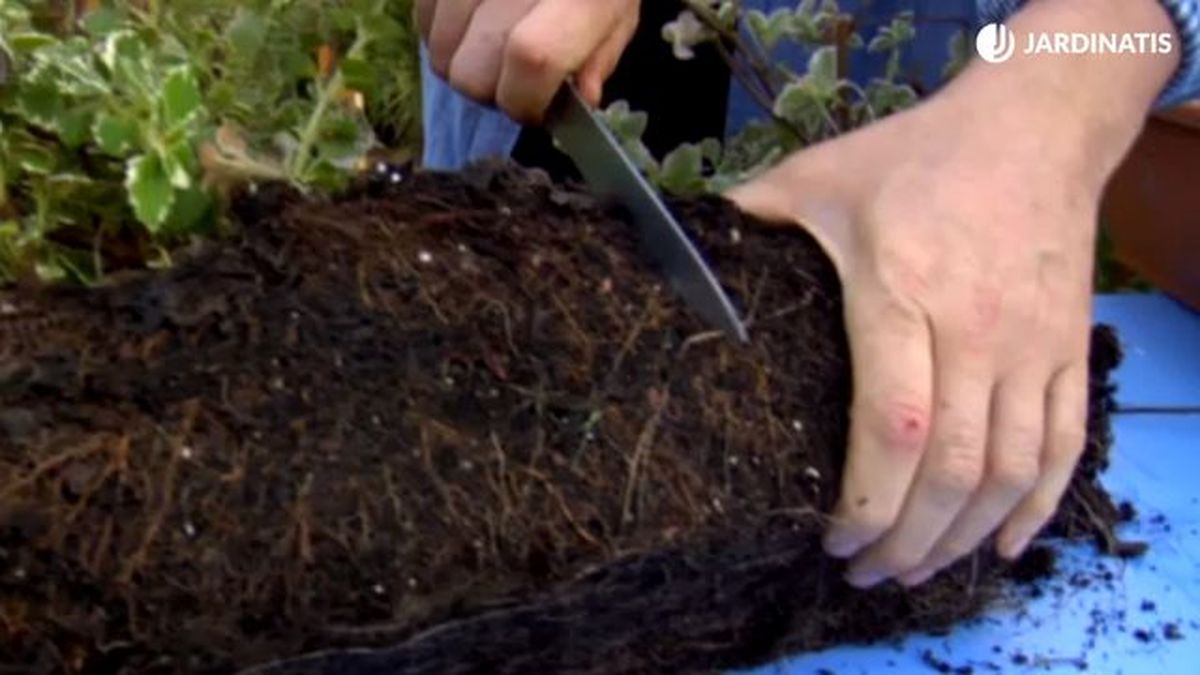 dividir la mata de la planta de incienso brico 781