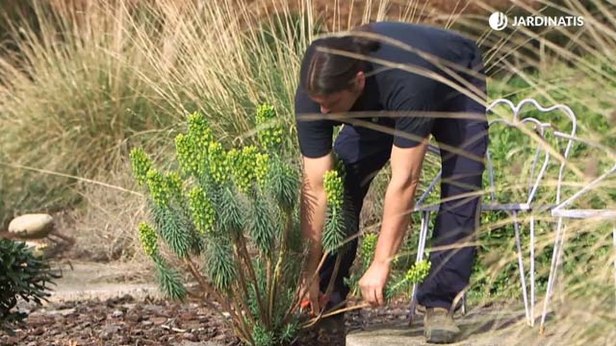 poda euphorbia characias brico 1024
