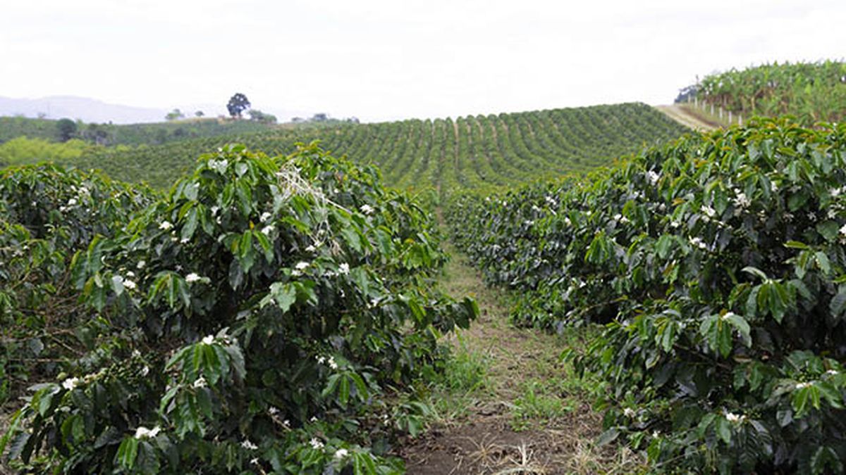 cultivo del cafe en el mundo