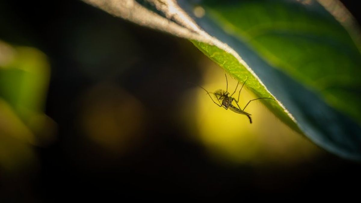que pasaria si desaparecieran los mosquitos 6
