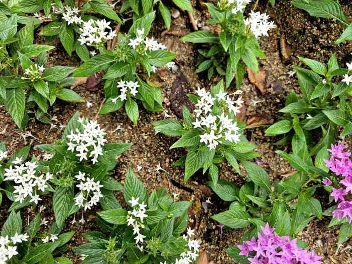 Precaución con la aparición de la mosca blanca