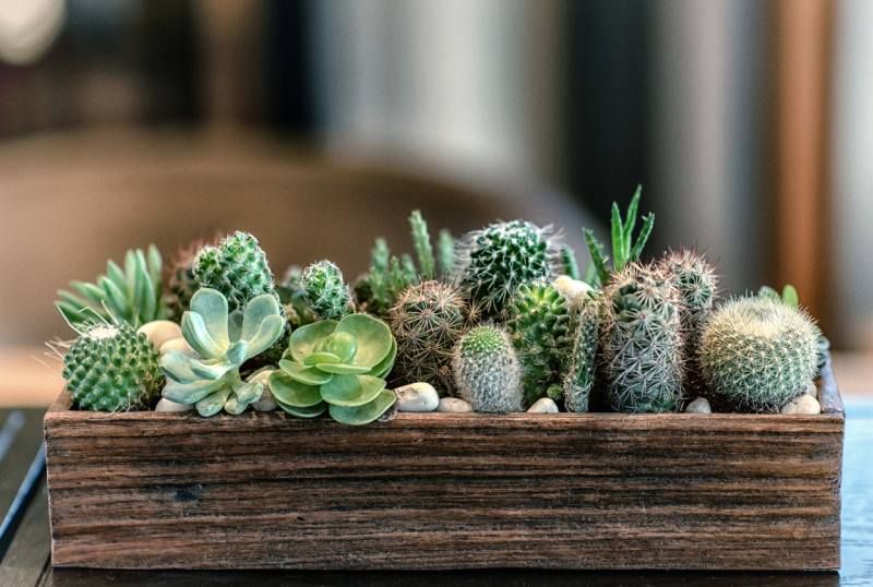 Plantas suculentas