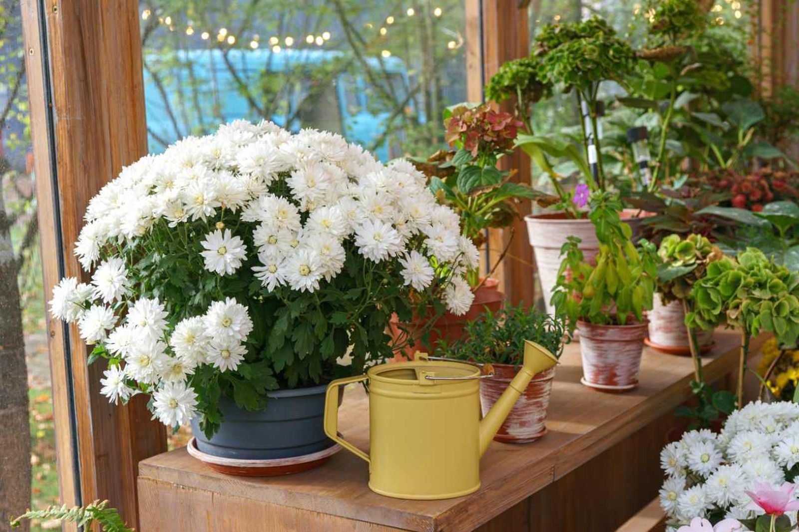 Los crisantemos pueden ser un elemento decorativo increíble