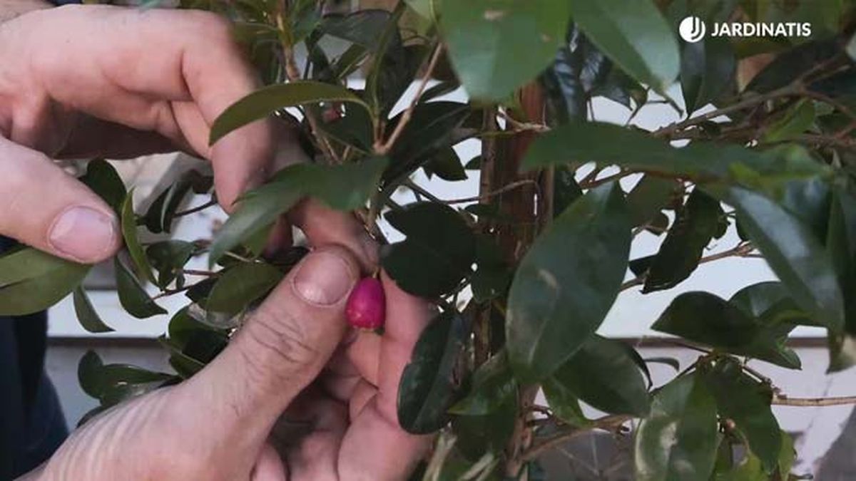 fruto comestible. eugenia myrtifolia syzygium paniculatum jardinatis