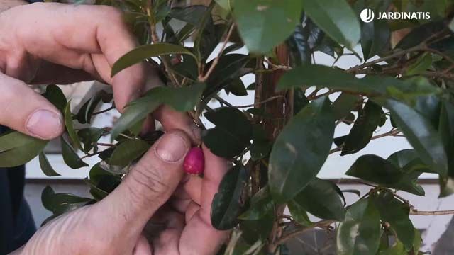 fruto comestible. eugenia myrtifolia syzygium paniculatum jardinatis