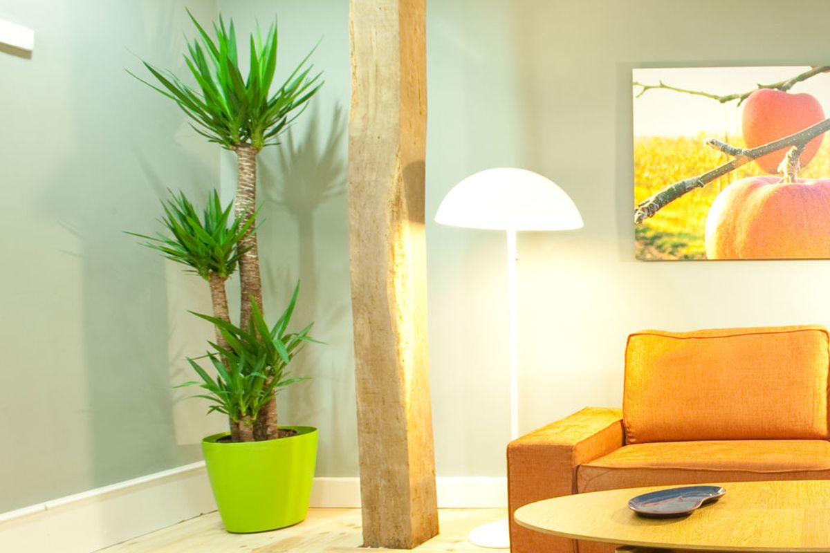 Elegir planta para habitación azul claro