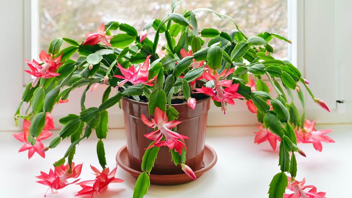 El cactus de Navidad es una de las plantas protagonistas del invierno