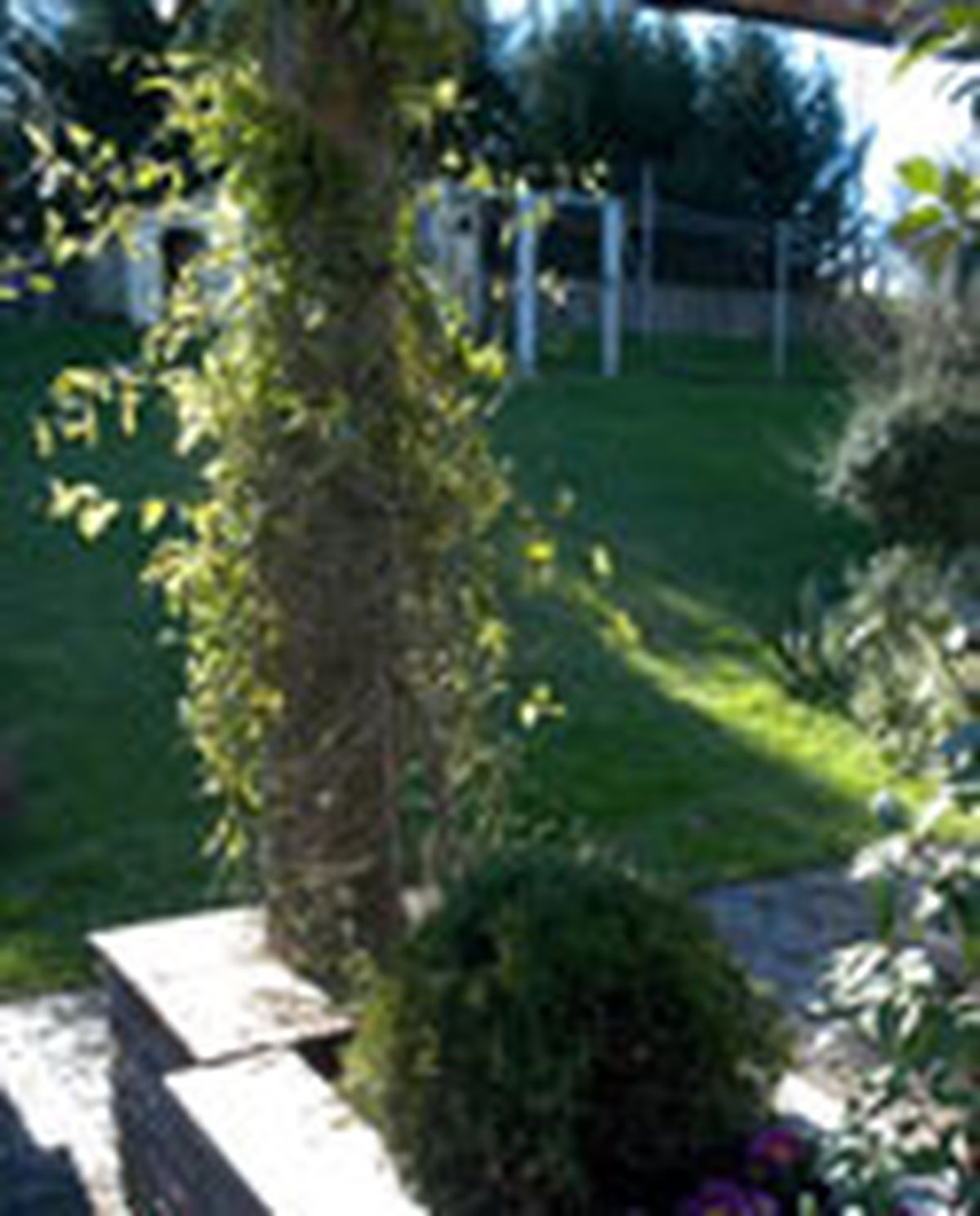 guiar enredadera p06