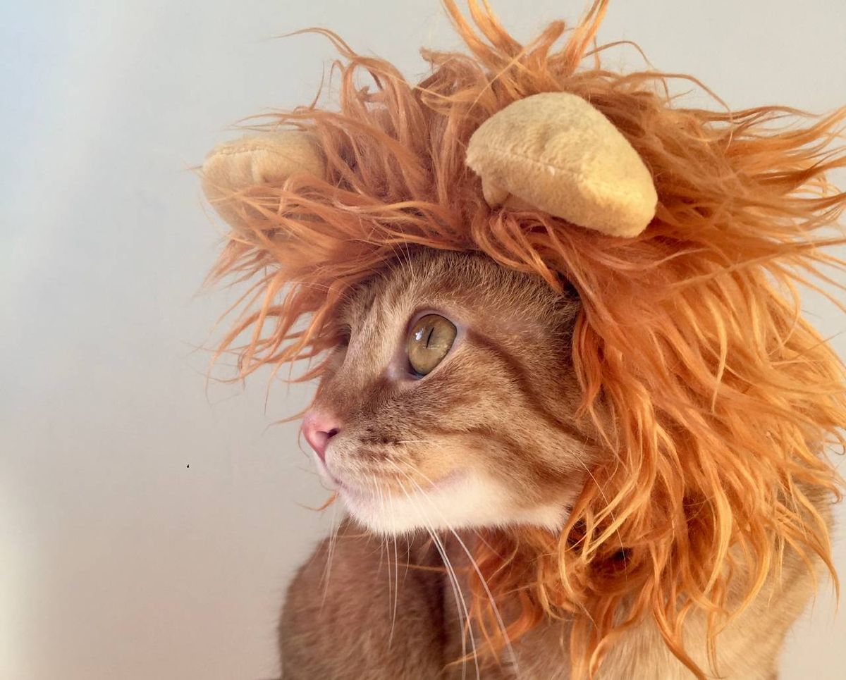 Al acariciar a un gato naranja, en este caso, liberas endorfinas en el cerebro, logrando un placentera sensación.