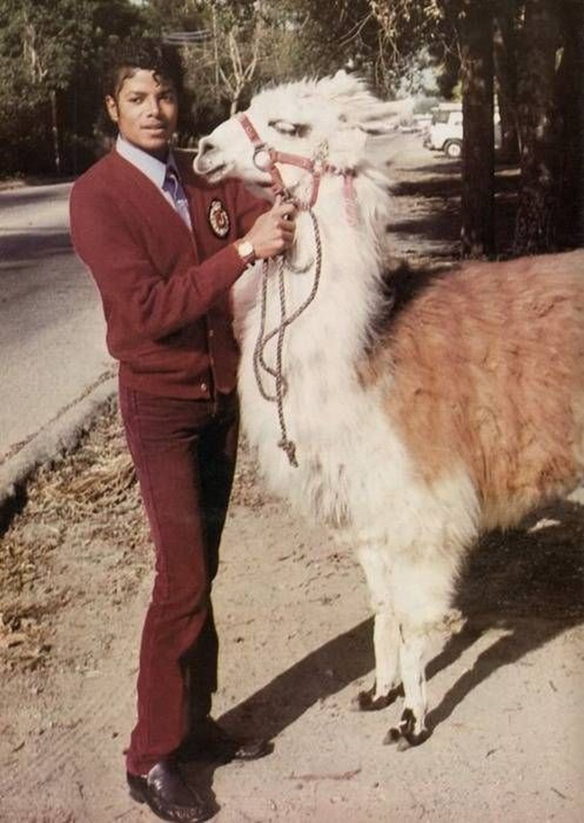 michael jackson llama pinterest amba