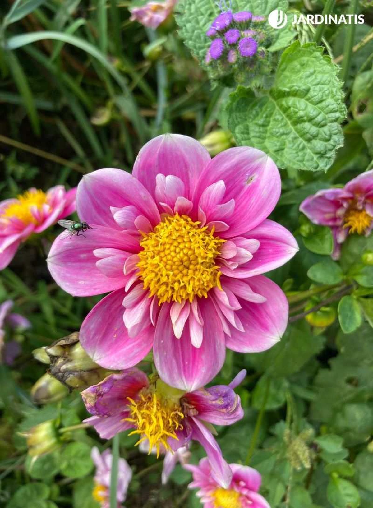 Las dalias son flores hermafroditas.