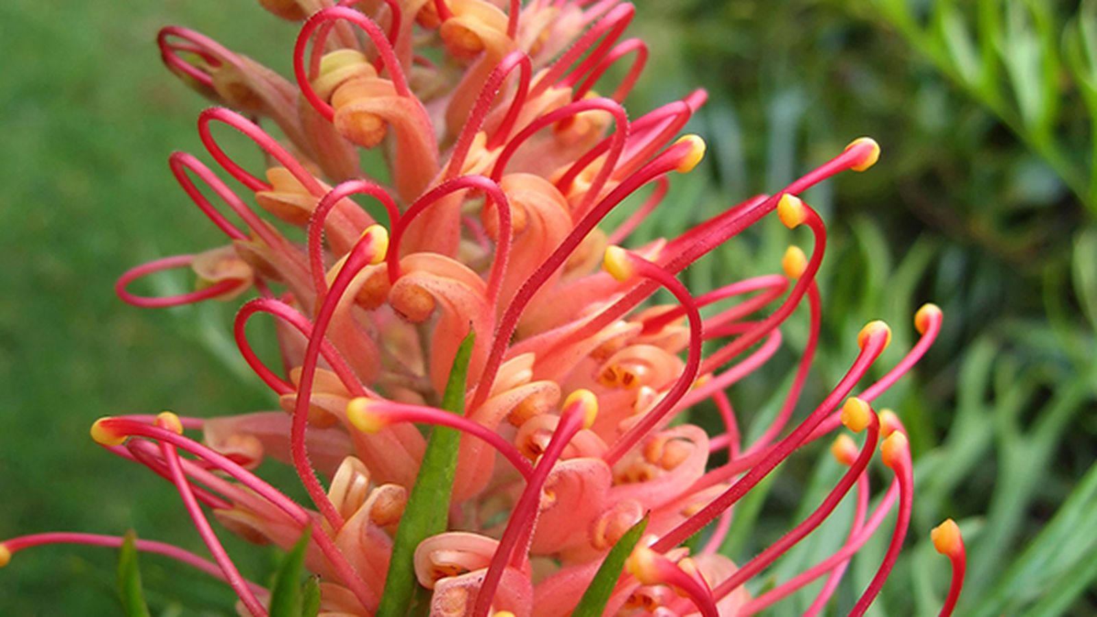 Las grevilleas: variedades y plantación