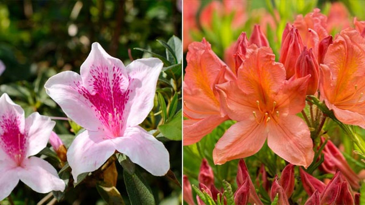 Rhododendron simsii y Rhododendron japonicum