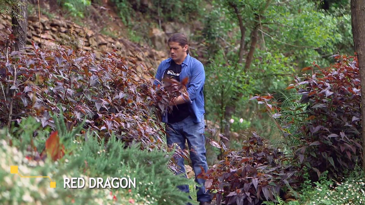 brico 0960 3 persicaria inicio