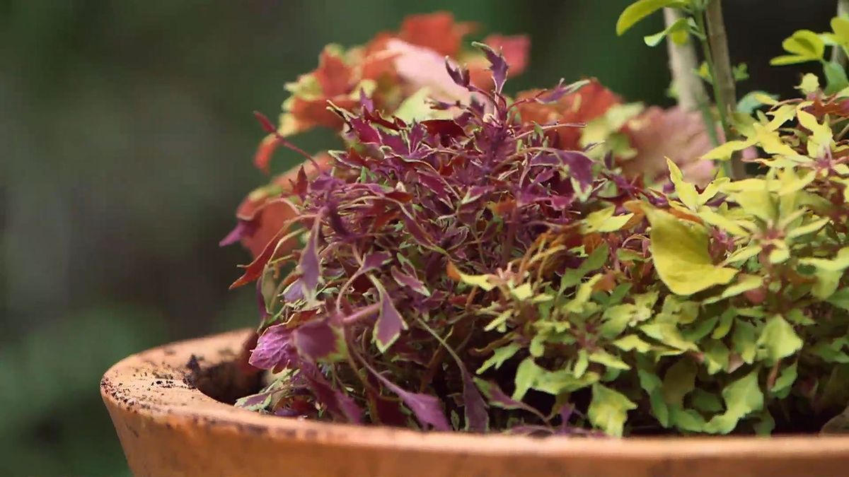 brico 957 3 variedades coleos composicion paso 2