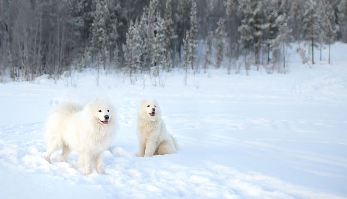 samoyedo origen rusia