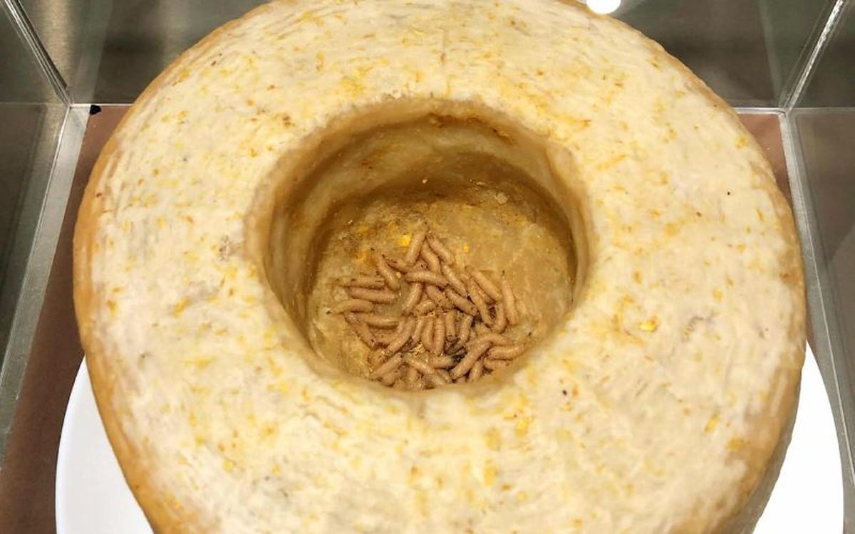 Los museos exhiben comidas repugantes de todo el mundo, como el casu marzu