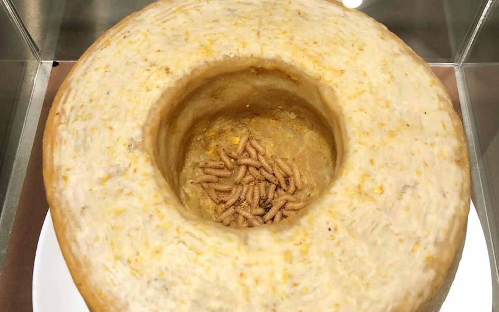 Los museos exhiben comidas repugantes de todo el mundo, como el casu marzu