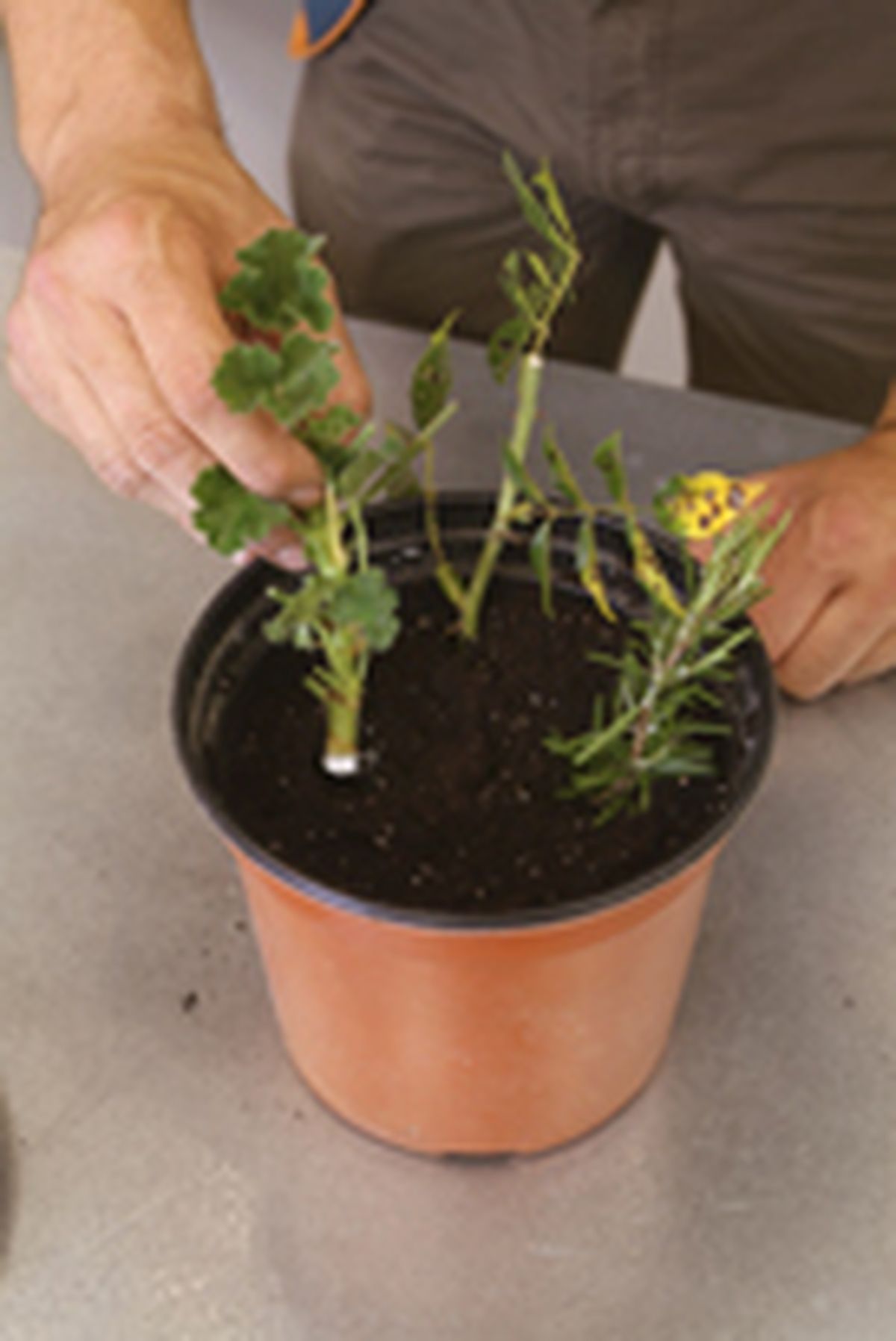 Esquejes o gajos para reproducir plantas paso 4