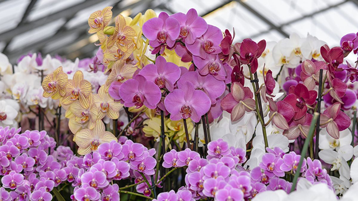 orquideas para regalar a domicilio