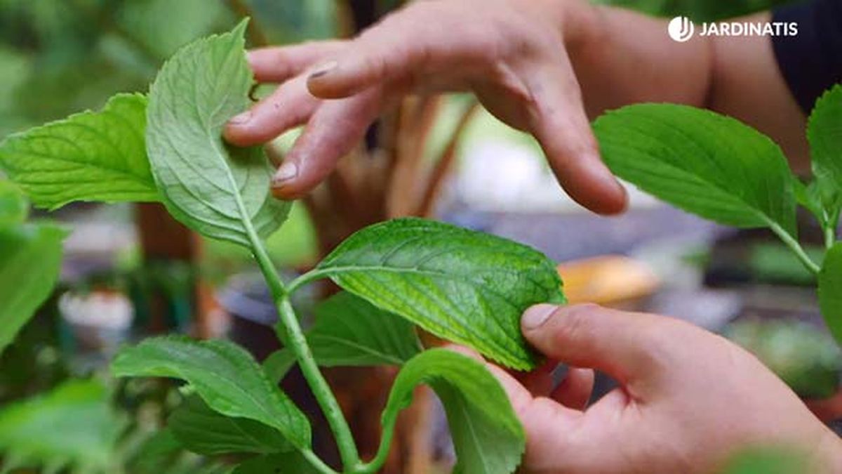 brico 0917 3 potenciar color hortensias hoja amarilla