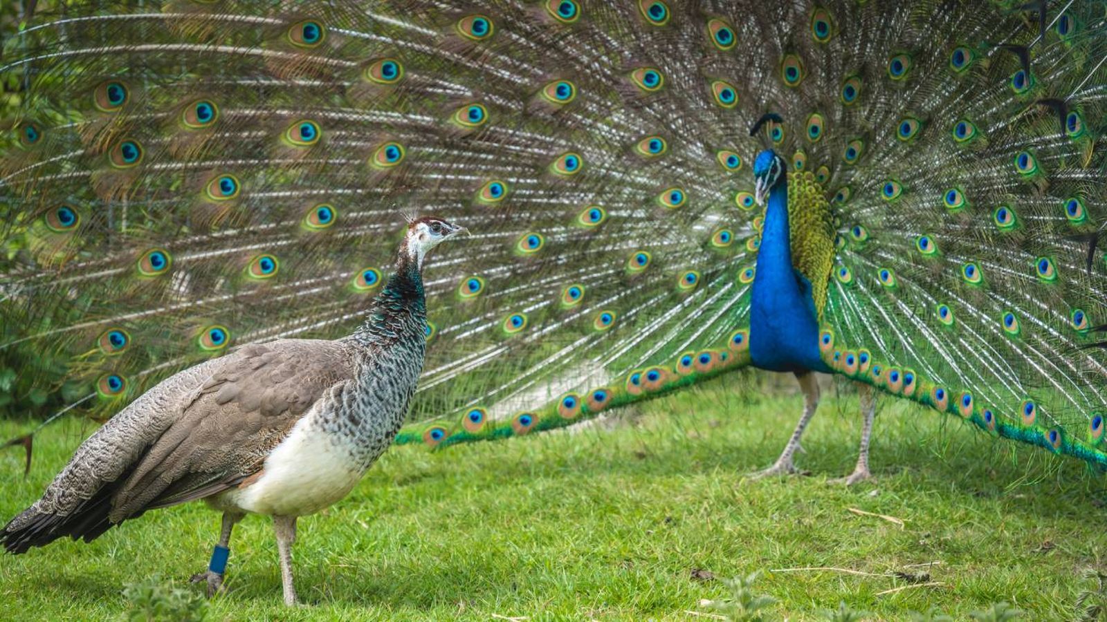 Los colores vibrantes del plumaje son normalmente señales de buena salud.