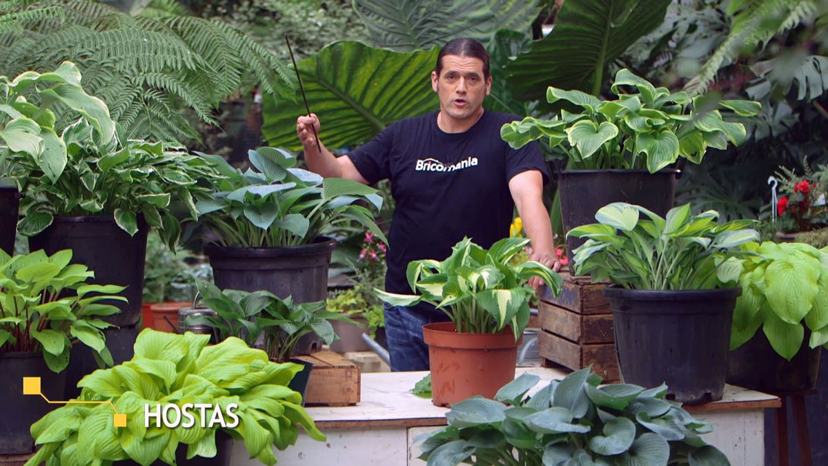 bBrico 953 3 cinta cobre plaga caracoles hostas hostas