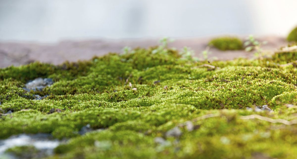 Jardín de musgos