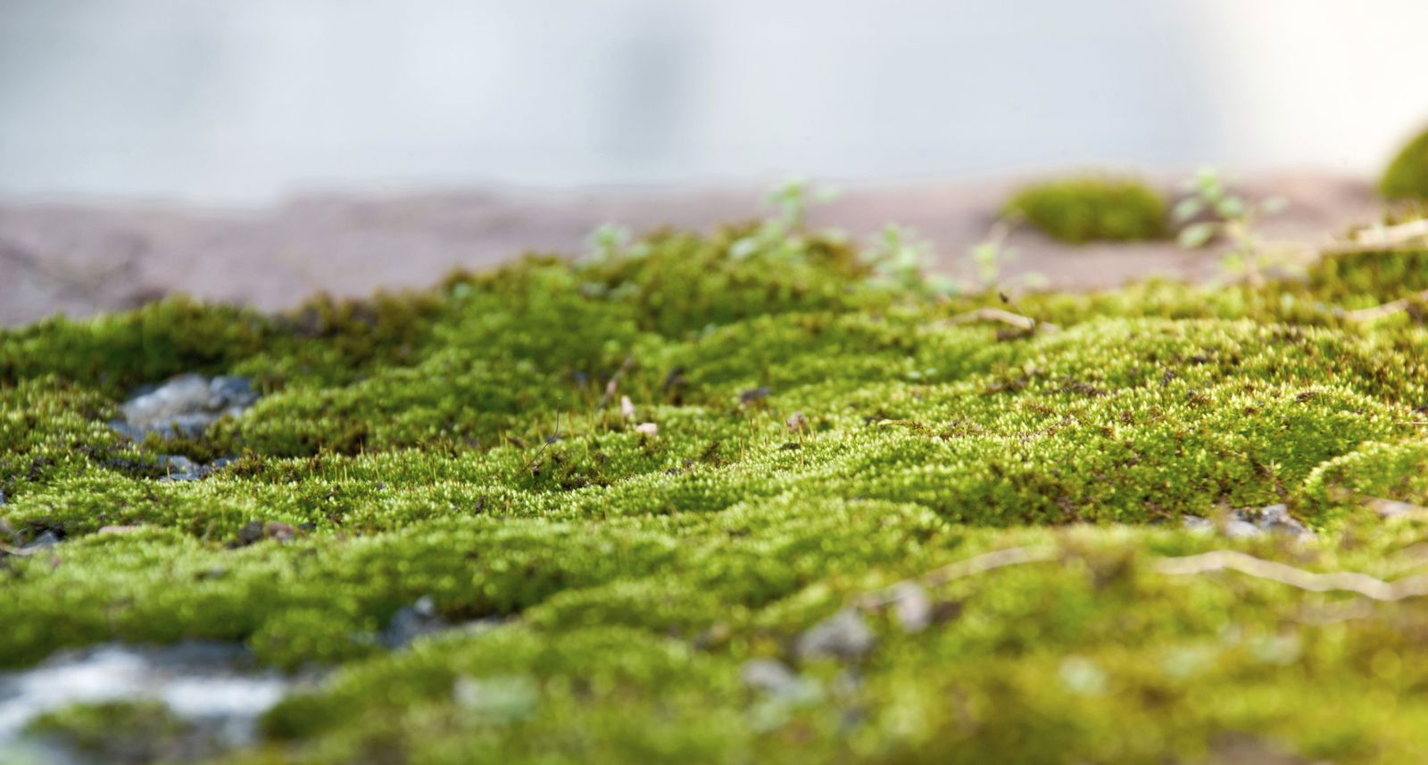 Jardín de musgos