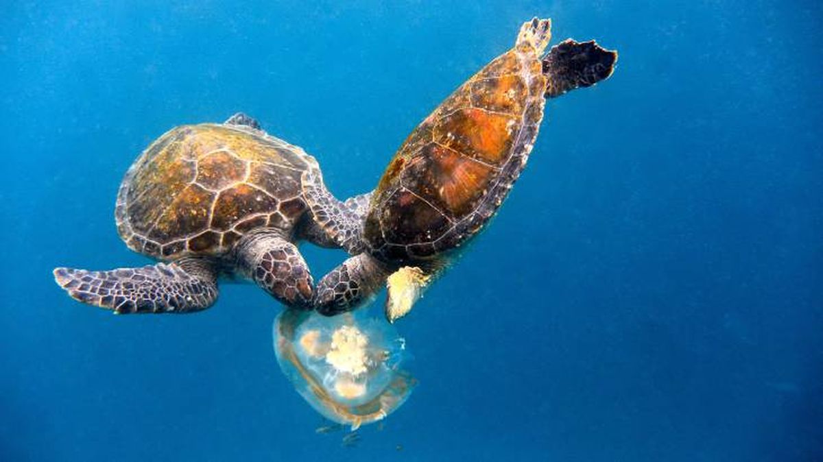 Tortugas marinas alimentándose