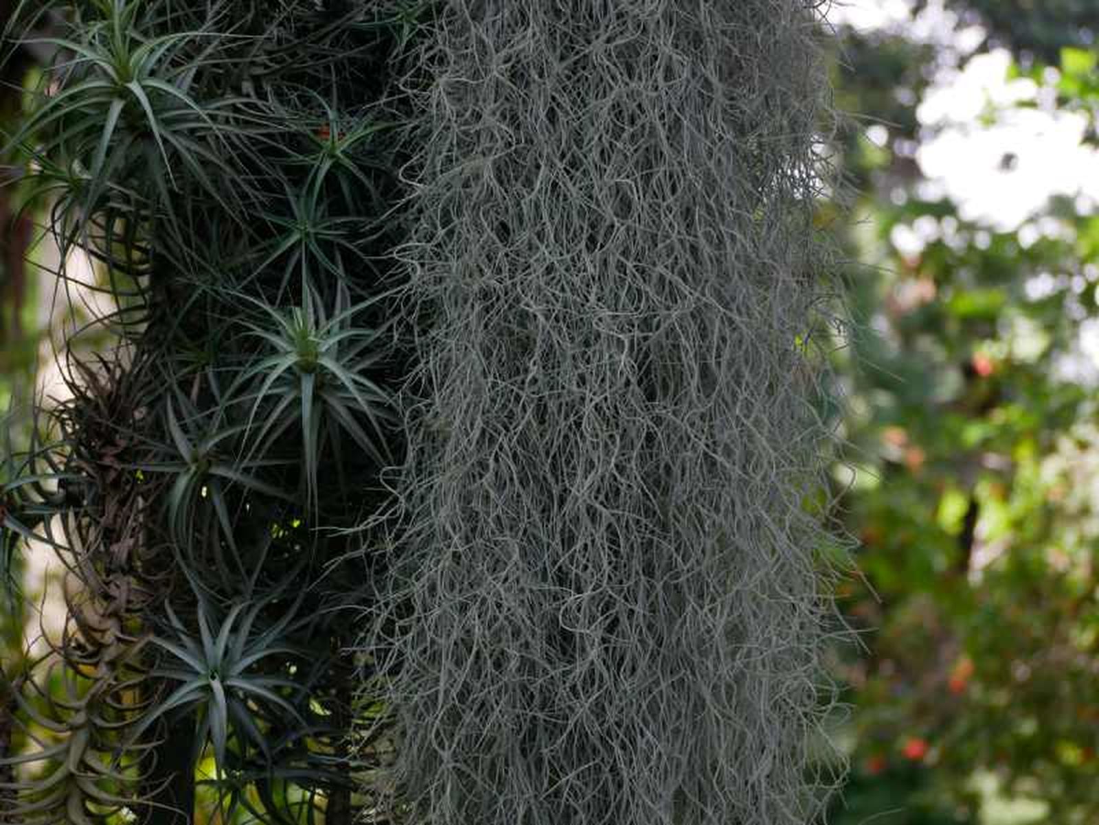 Tillandsia aeranthos y Tillandsia usneoides