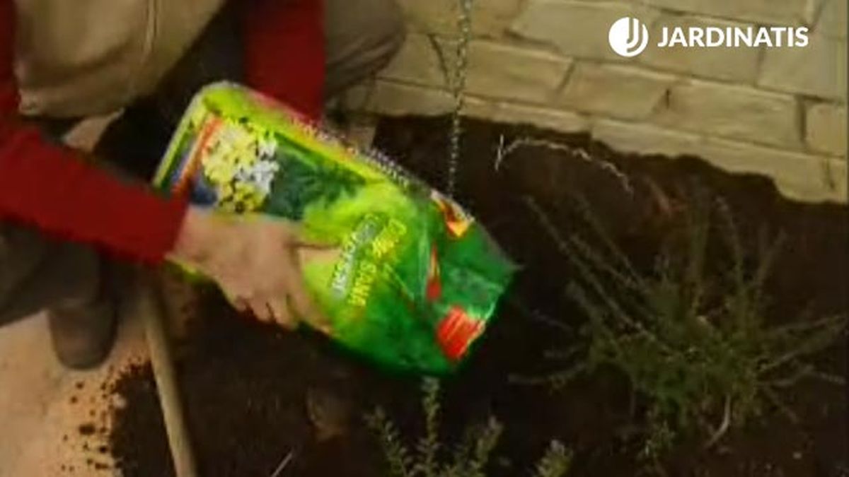 sustrato plantacion de wisteria glicina