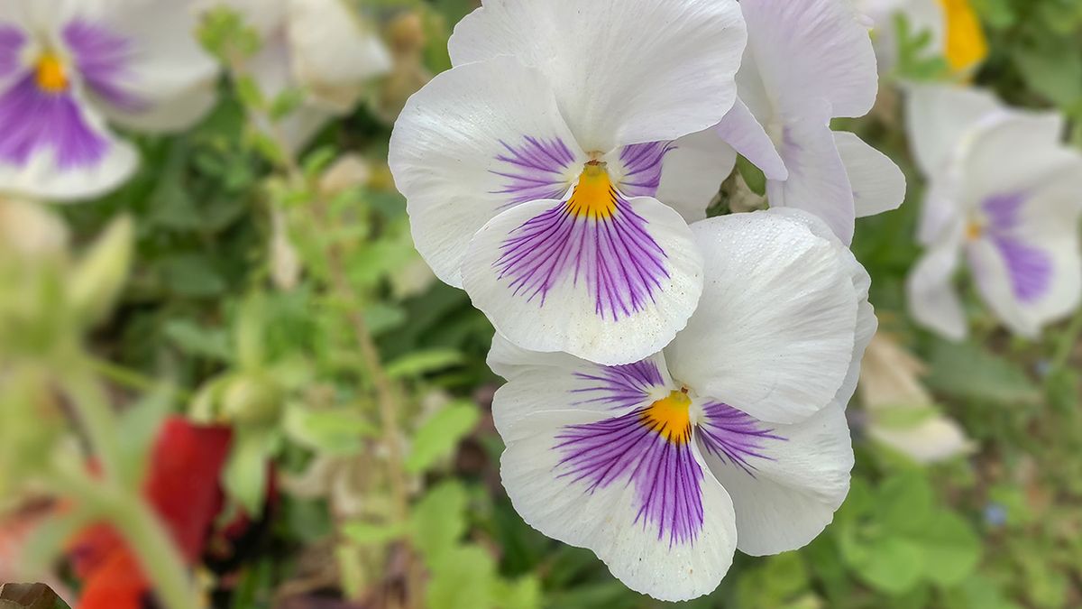 flores blancas pensamientos