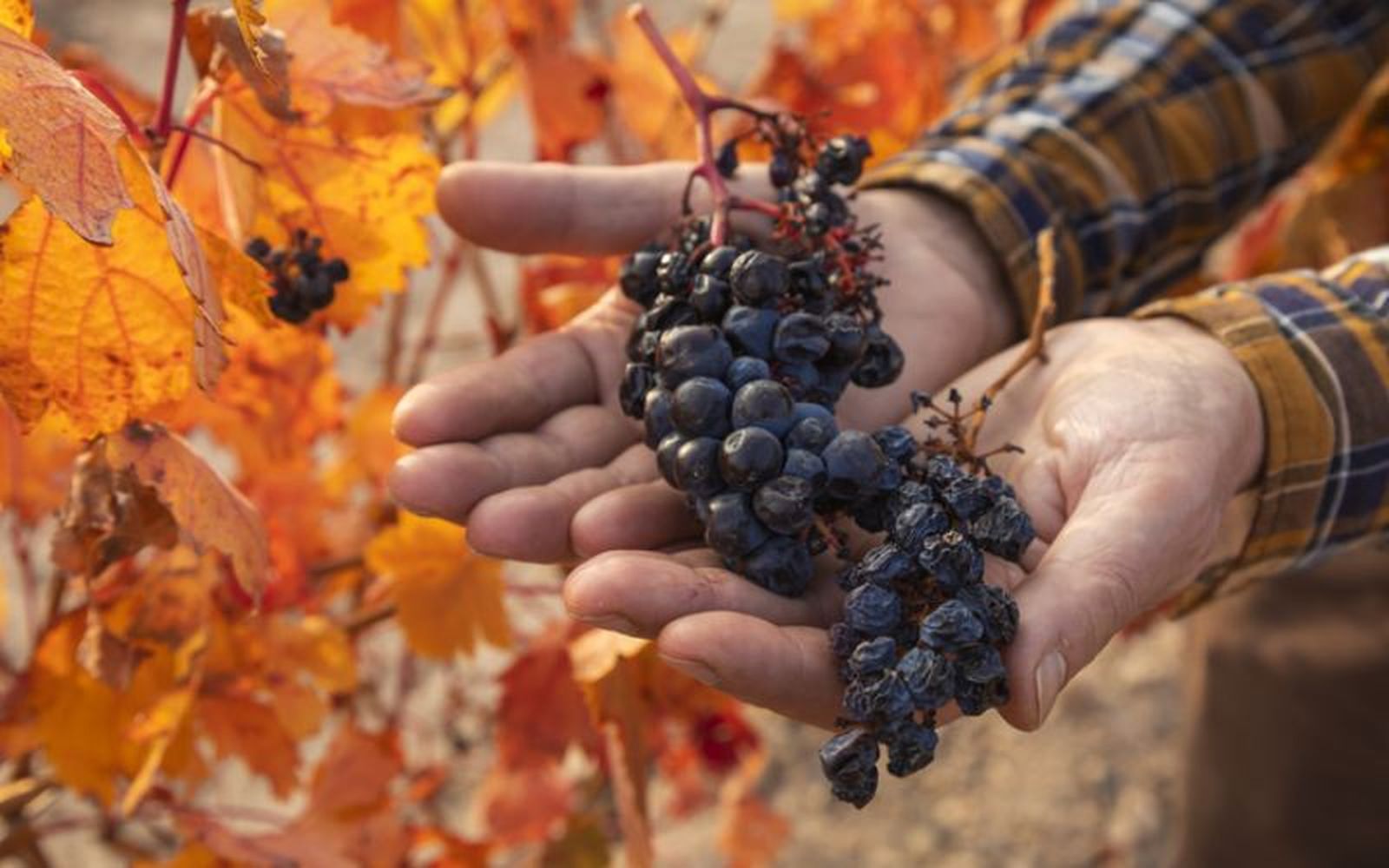 Zaragoza lanzará rutas de enoturismo para conocer todo sobre la uva garnacha.