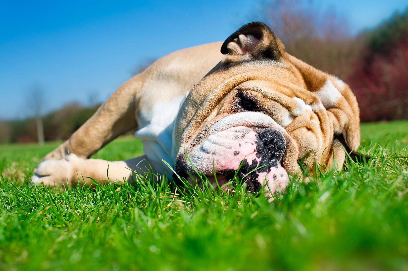 mascotas perros golpes calor