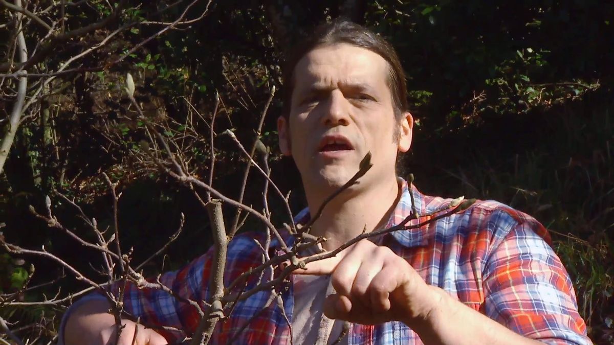 decogarden 0647 acodo tecnica reproduccion acodo magnolia soulangeana susan