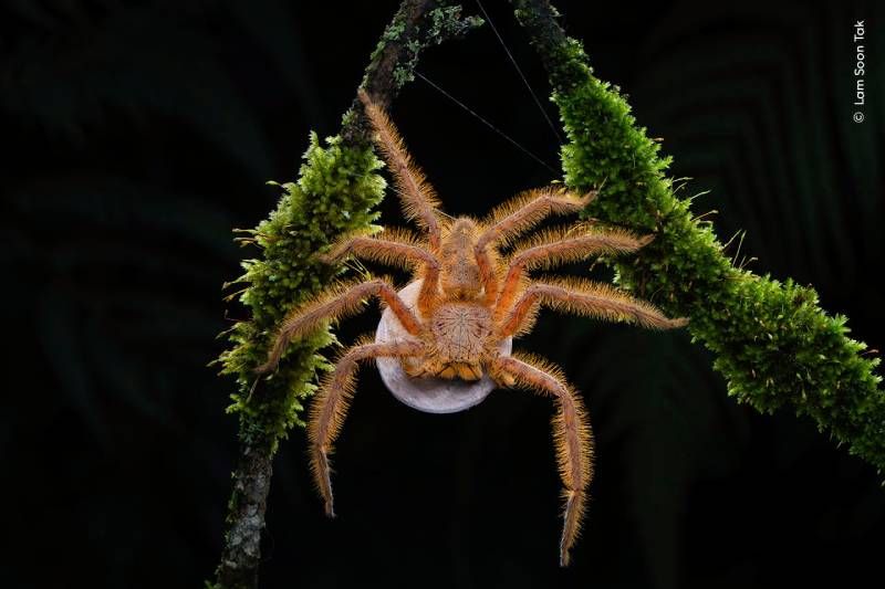 Ziggy Spider.