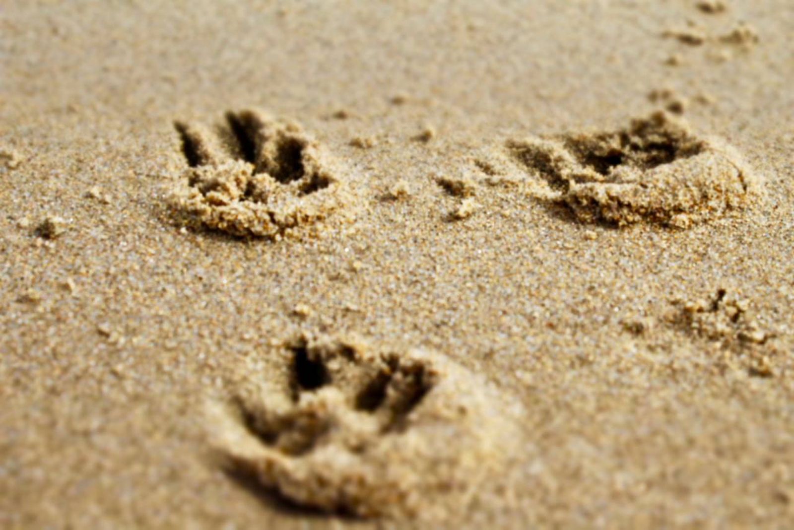 Infórmate si tu perro puede acceder a las playas y tener en cuenta algunas indicaciones