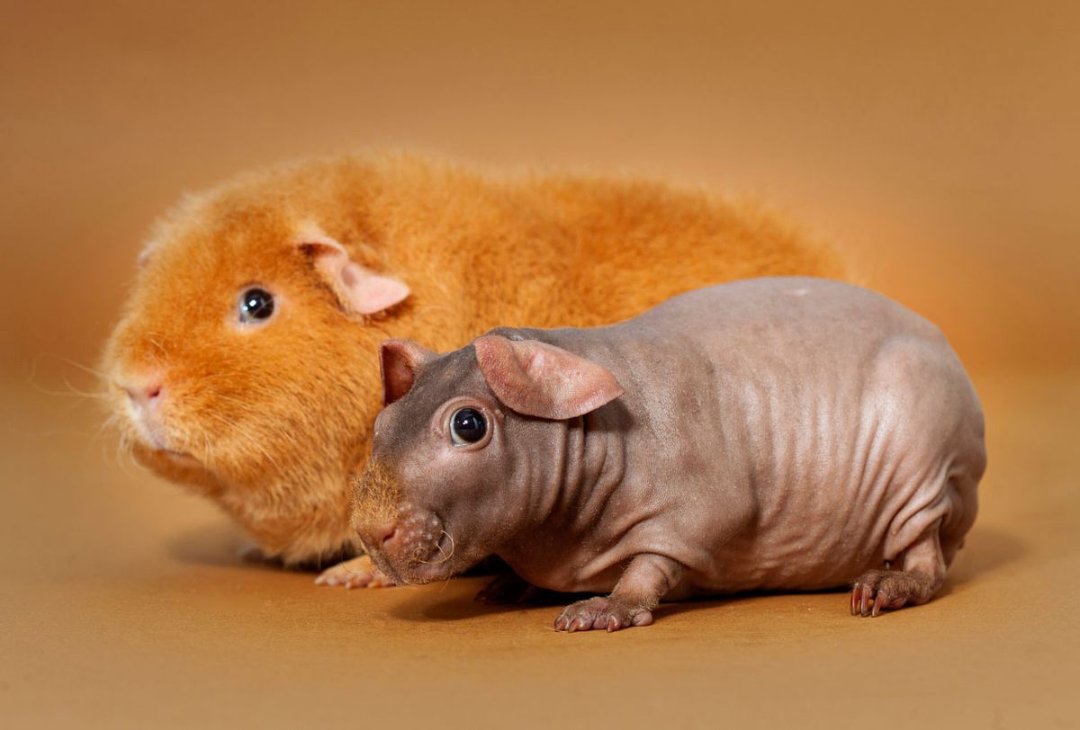 cobayas cobaya teddy cobaya skinny