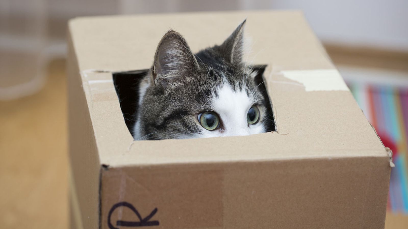 trucos para conseguir que tu gatito no te muerda2