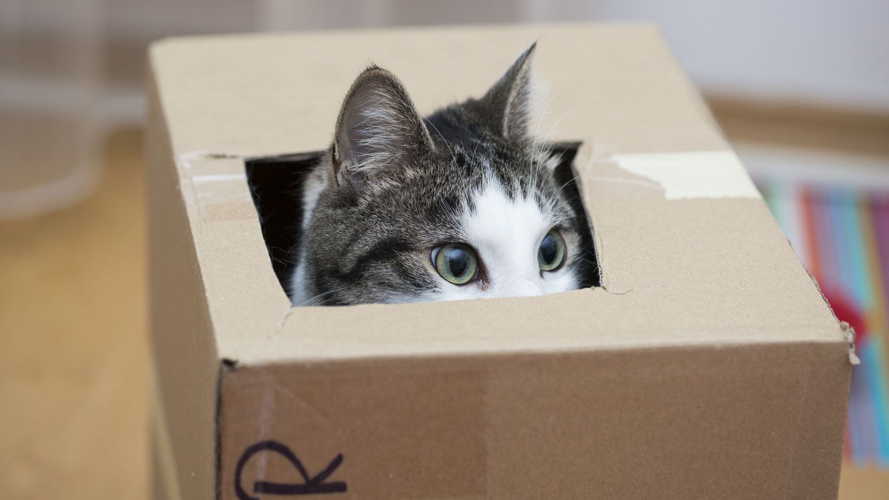 trucos para conseguir que tu gatito no te muerda2