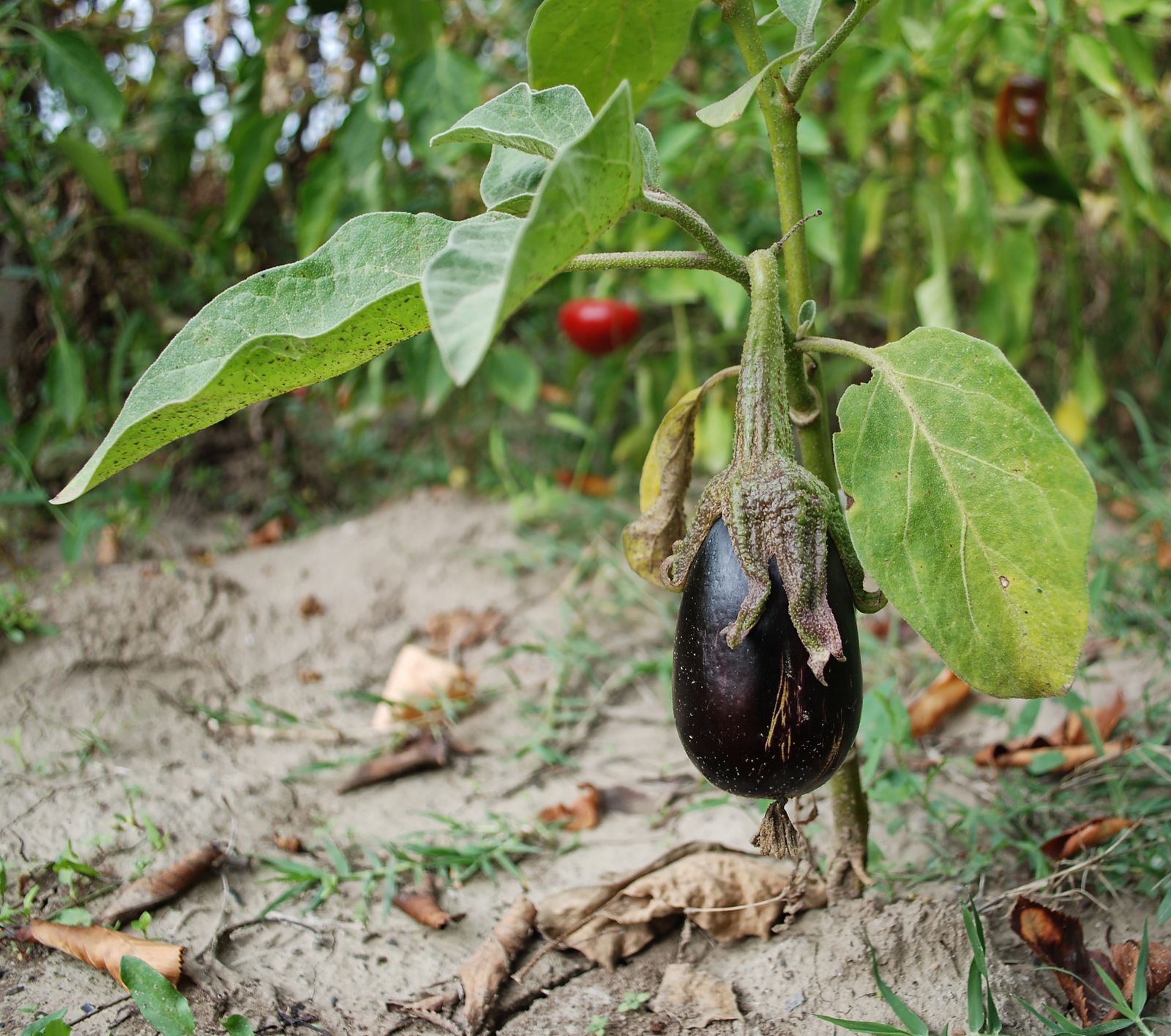 ROJA05_Plantar berenjenas en la huerta
