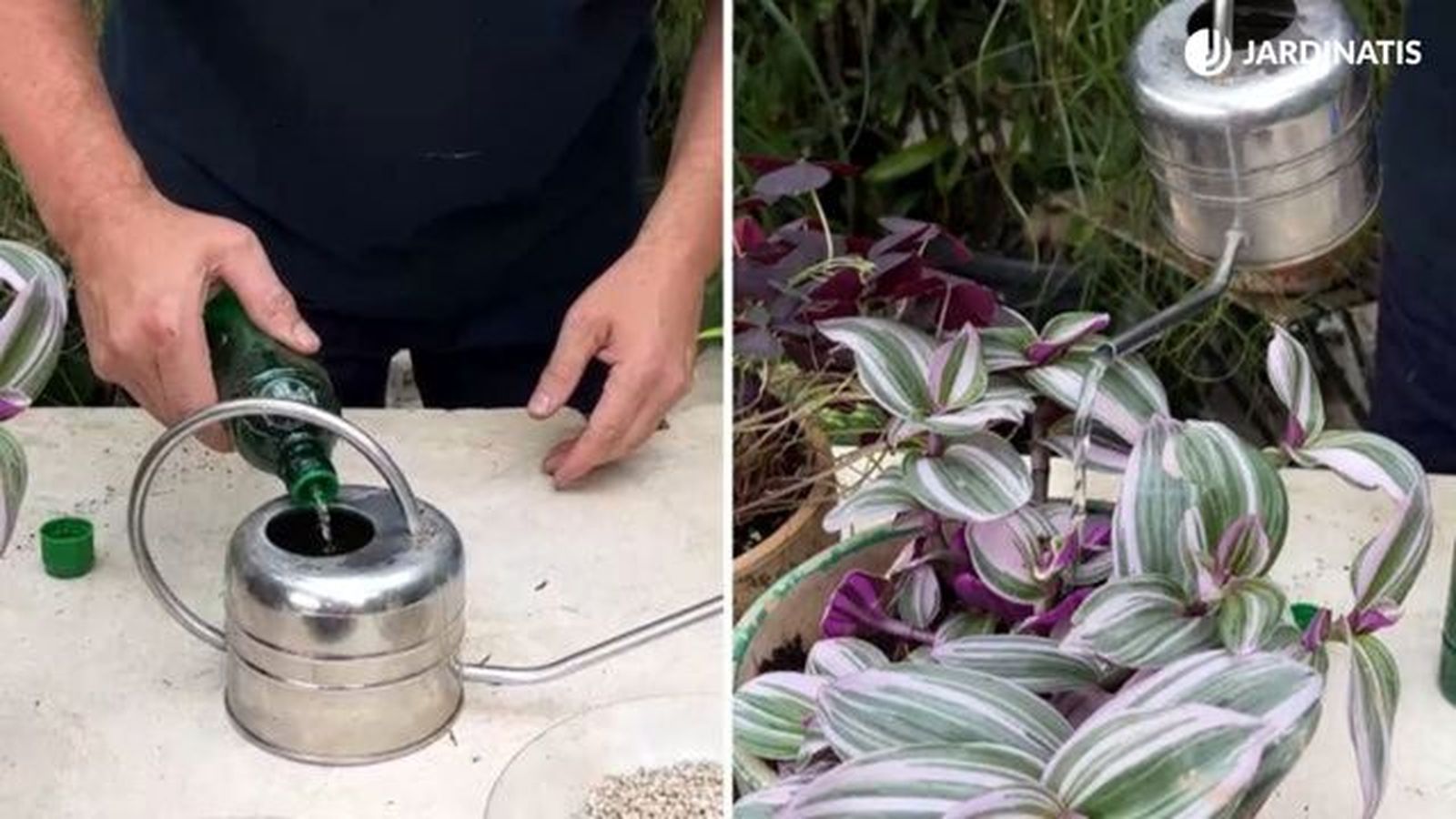 como y cuando abonar plantas de interior jardinatis 22 26